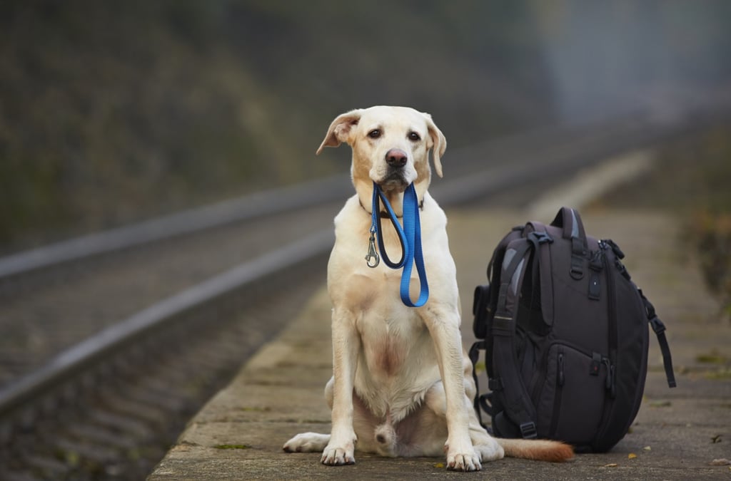 Joven pierde la vida al intentar salvar a su perro de un tren