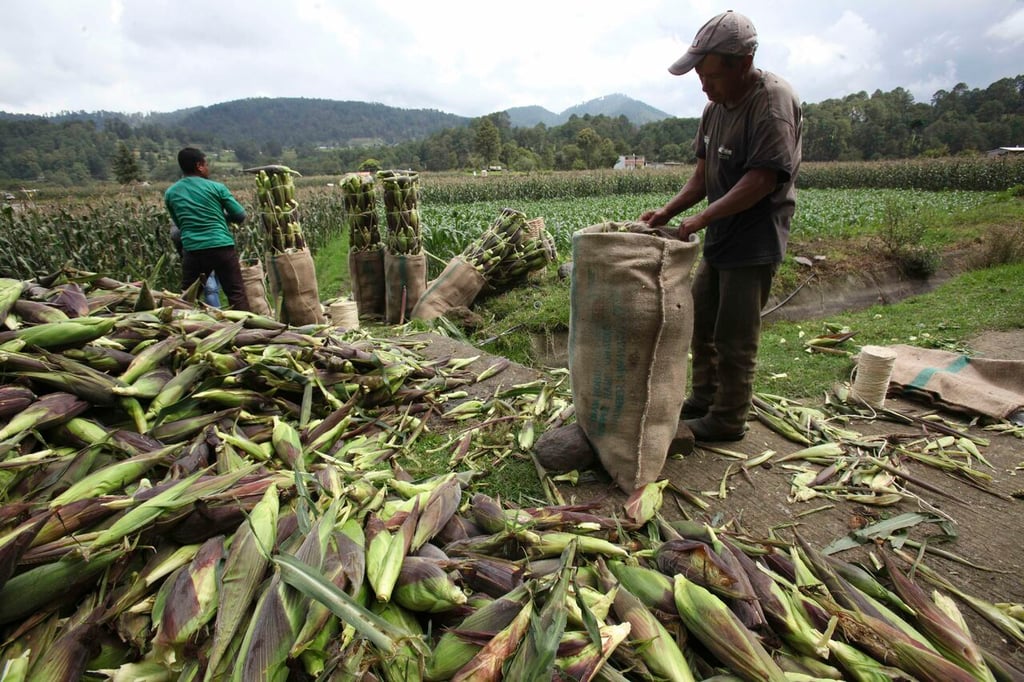 Agricultores mexicanos de maíz elevarán producción con nueva tecnología