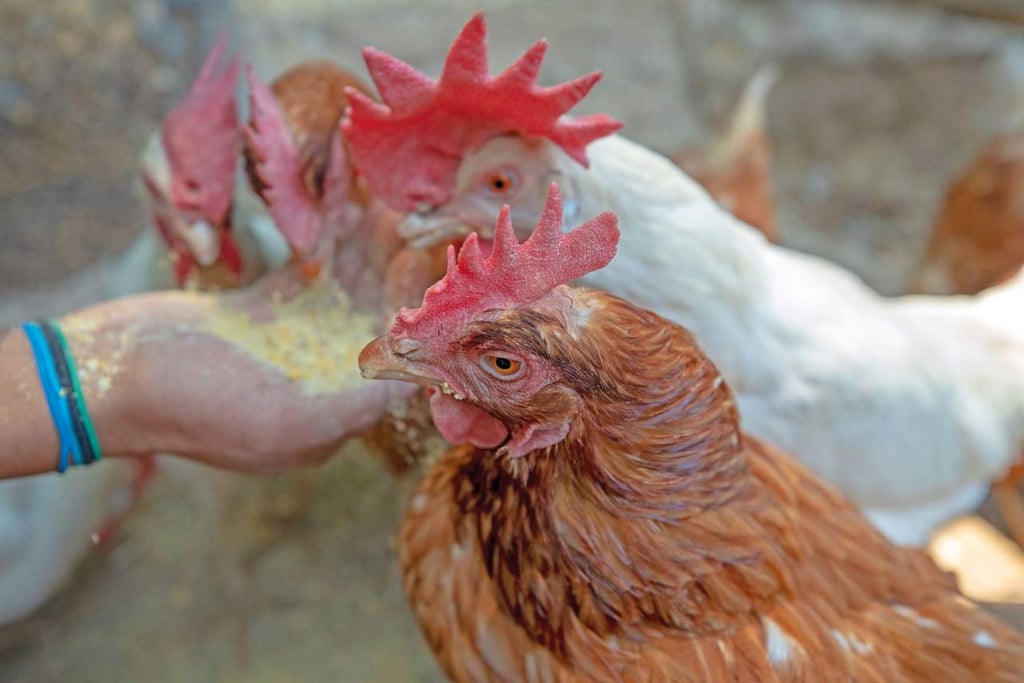 En Durango se han sacrificado 731 mil aves por brote de gripe aviar