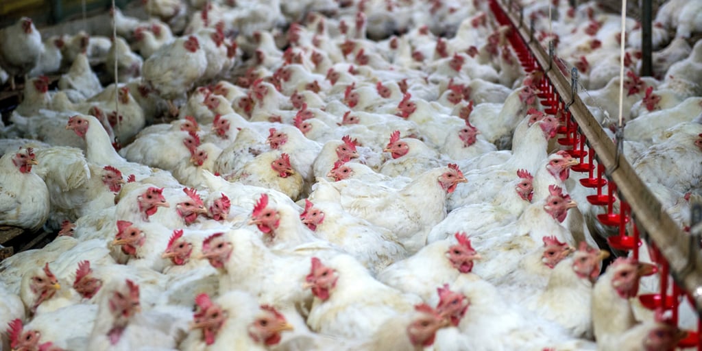 Sacrifican a 731 mil pollos por gripe aviar en La Laguna