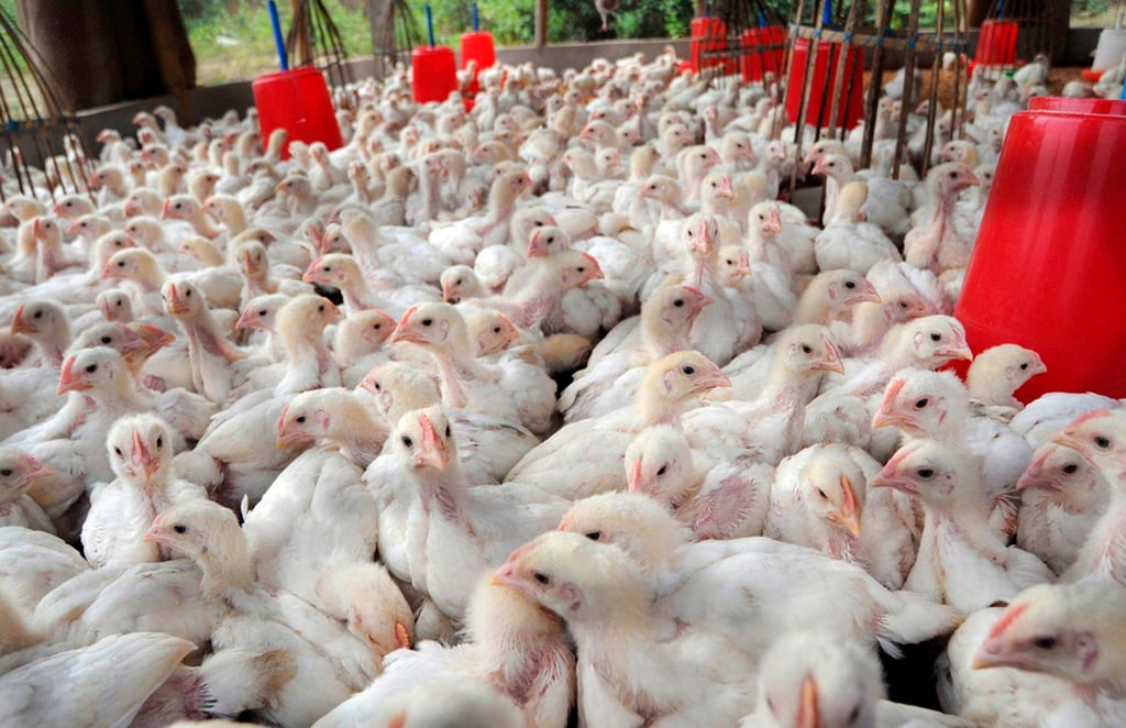 Suman 4 granjas de Durango con gripe aviar
