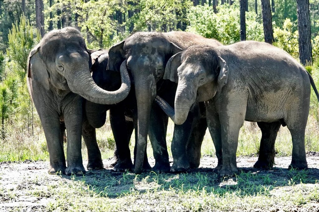 Este año han muerto 60 personas por ataques de elefantes en Zimbabue