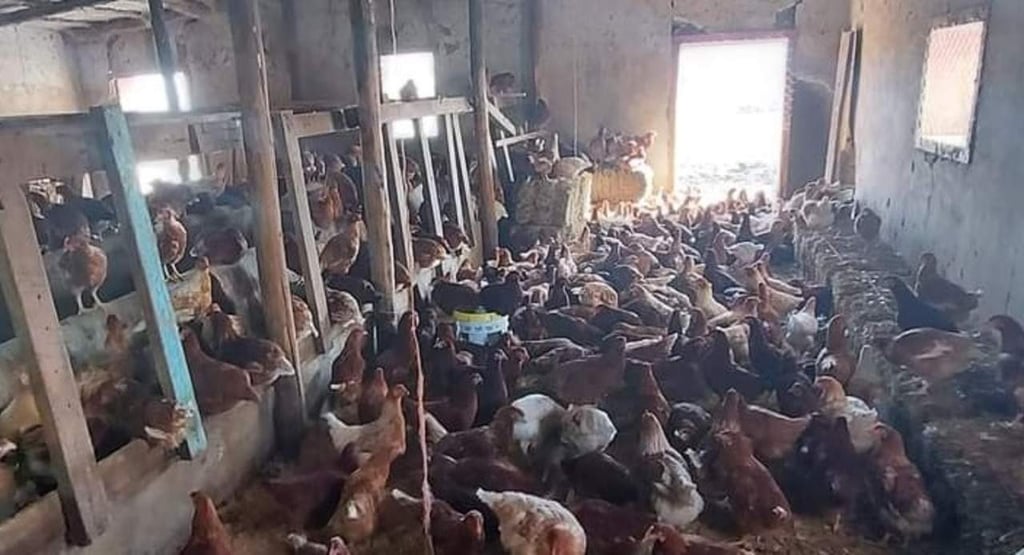 Suman 10 granjas avícolas con gripe aviar en Durango