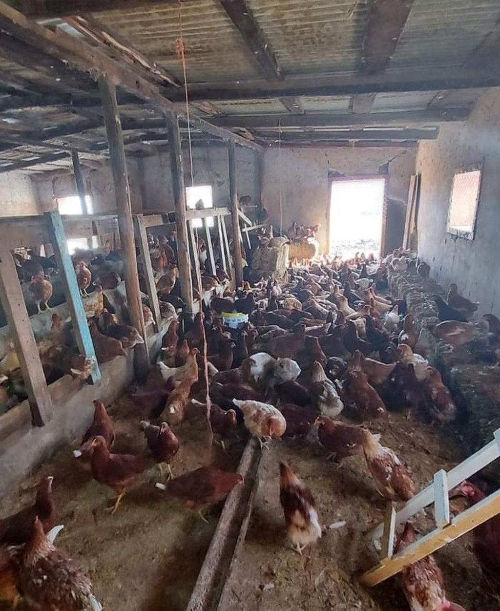 Ya son 10 granjas con brote de gripe aviar en Durango