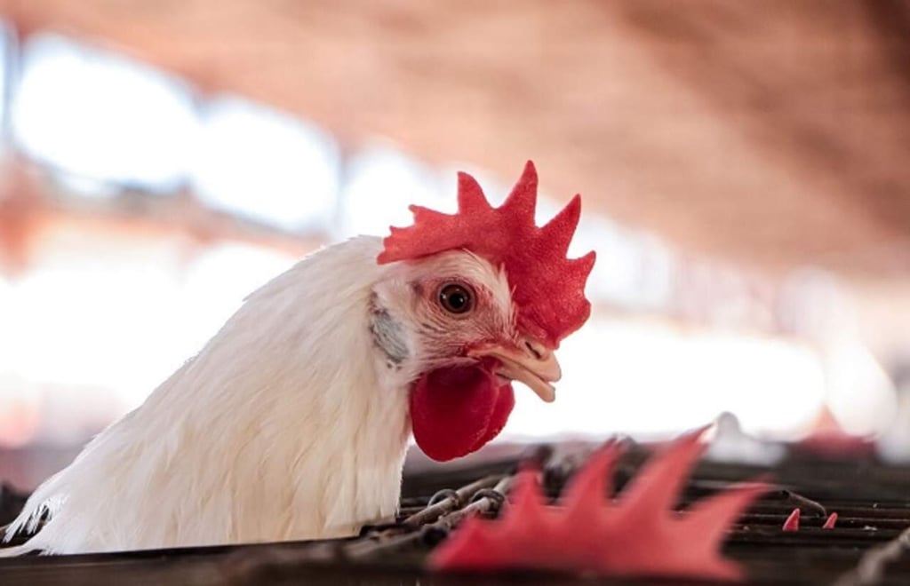 Ya fueron sacrificadas 731 mil aves por gripe aviar, confirma Gobernador
