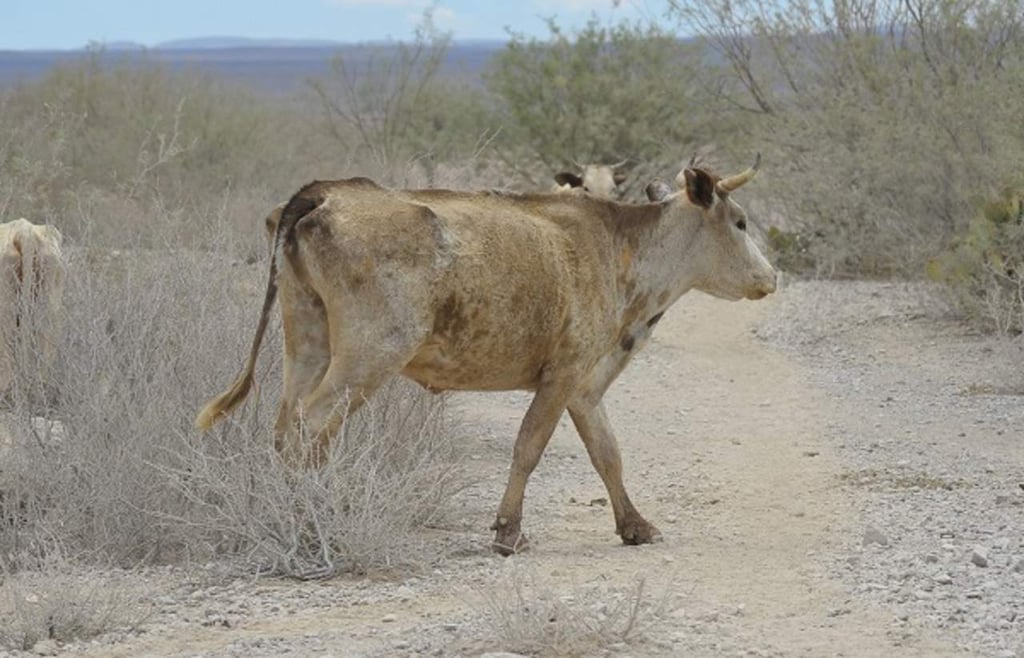 En Durango ya hay mortandad de ganado por sequía