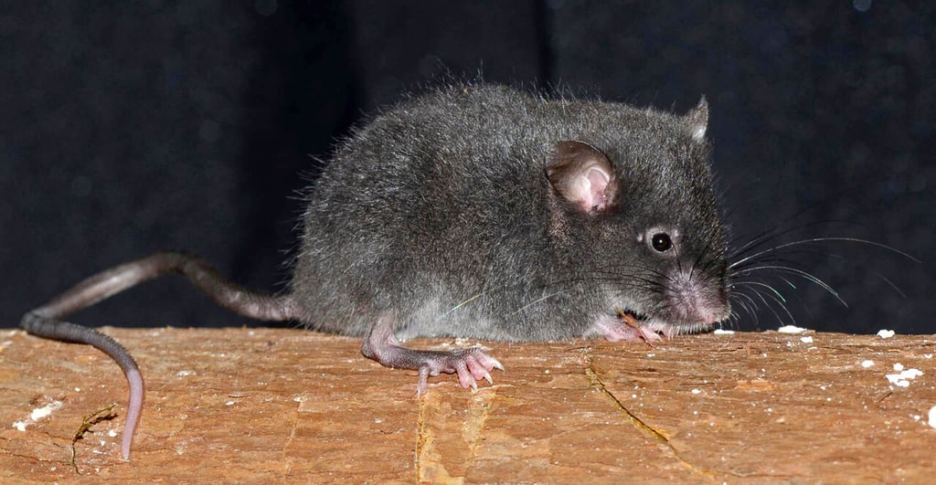 Mejoran la memoria de ratones viejos con líquido cefalorraquídeo de jóvenes
