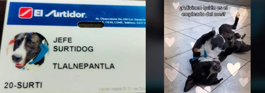 Empresa adopta a perrito que fue abandonado y ahora es 'jefe de seguridad'