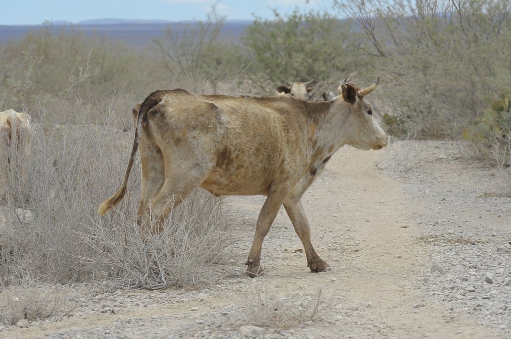 Ya hay mortandad de ganado por la sequía  en Durango