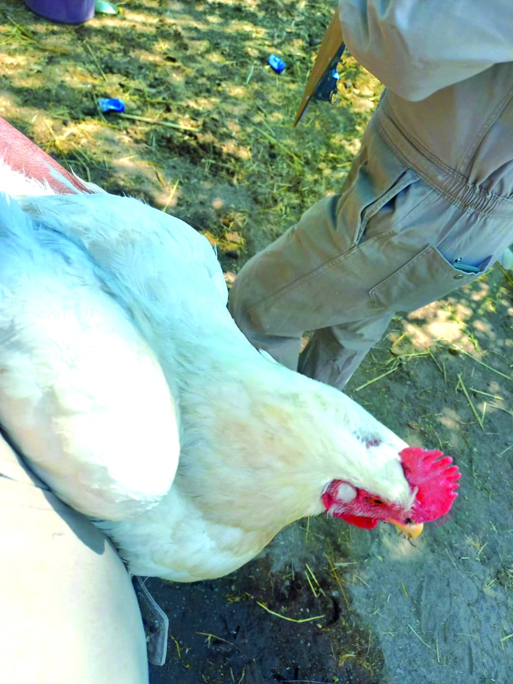 Descartan riesgos por consumir pollo en Durango