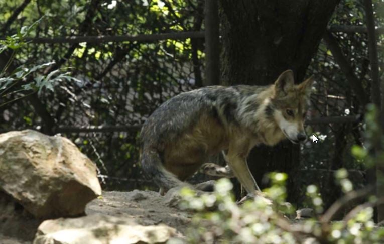 Padre de menor atacado por lobo en zoológico de Neza pierde su empleo en restaurante