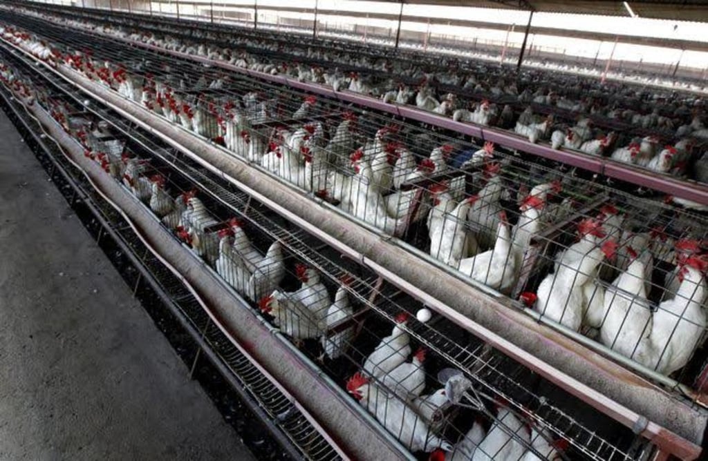 En ponedoras, el brote de gripe aviar