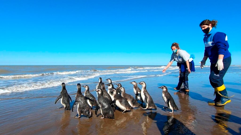 Pingüinos regresan al mar en Argentina tras ser rescatados y rehabilitados