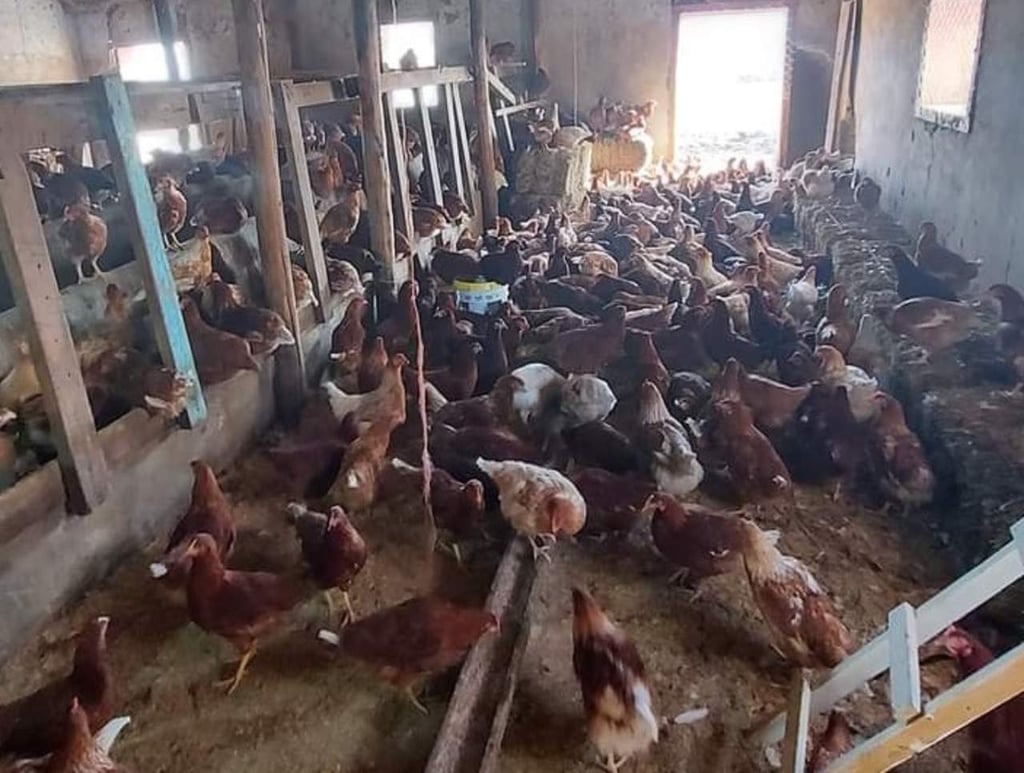Se mantiene la cuarentena de carne de pollo y huevo por gripe aviar en Durango