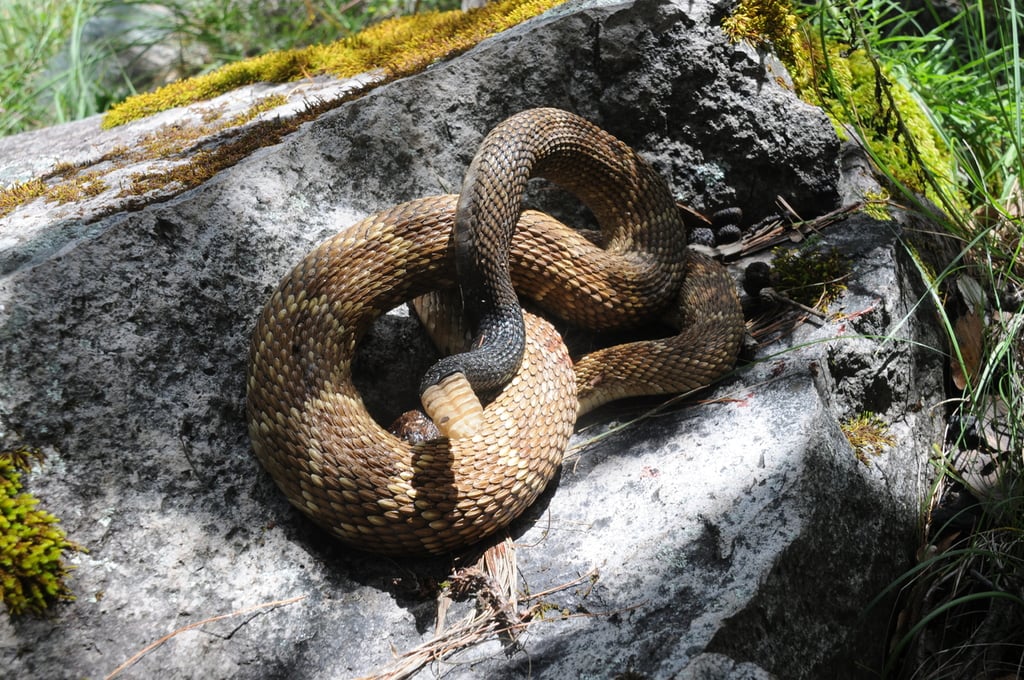 Seis atendidos por mordedura de serpiente en Durango, durante el 2022