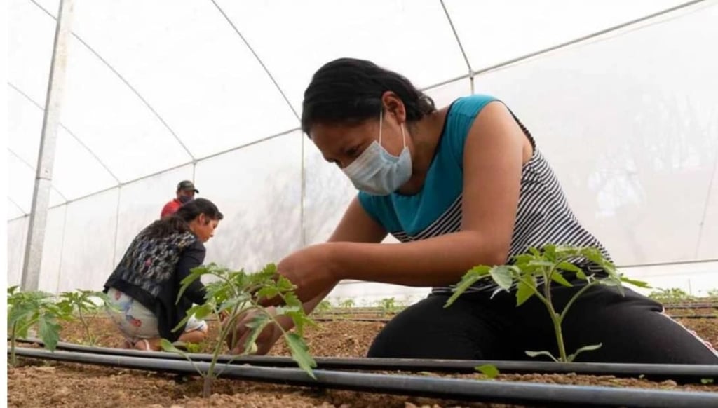 Buscan fortalecer el cultivo de tomate en San José del Progreso