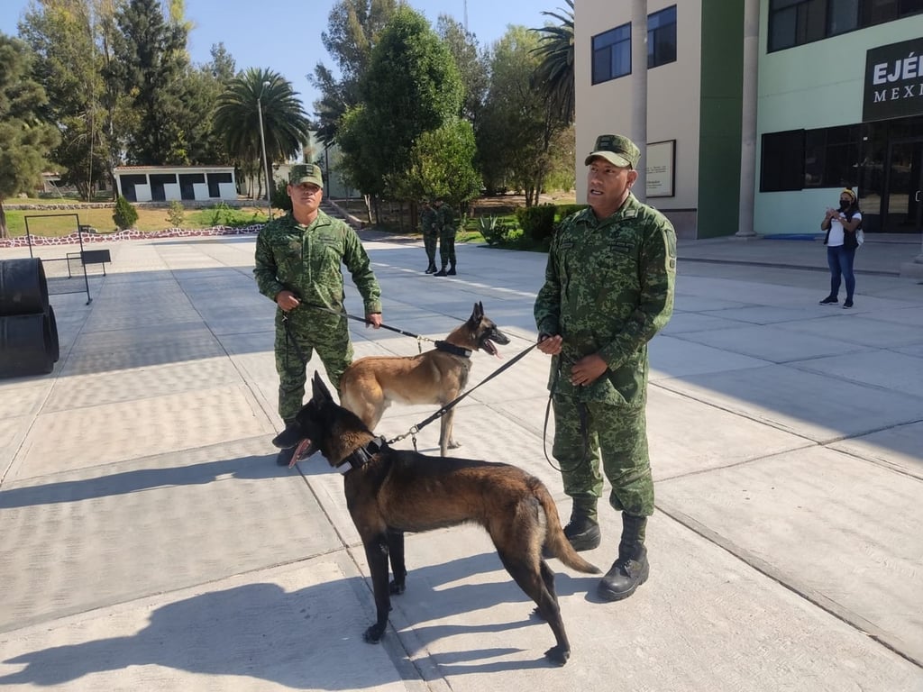 Binomios del 62/o Batallón, con olfatos privilegiados