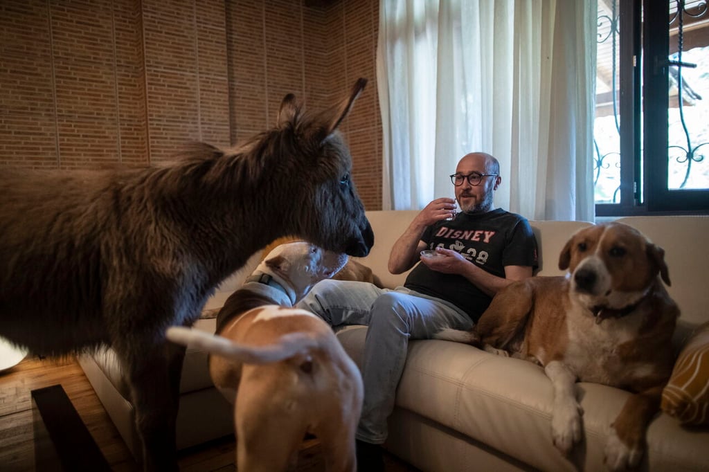 Hombre construye su propia 'arca de Noé' en su casa para animales abandonados