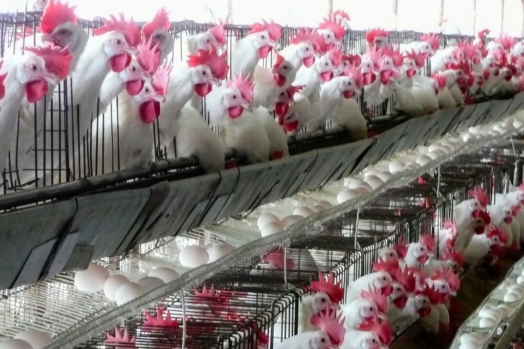 Senasica reporta totalidad de granjas inspeccionadas en Coahuila y Durango por brote de influenza aviar