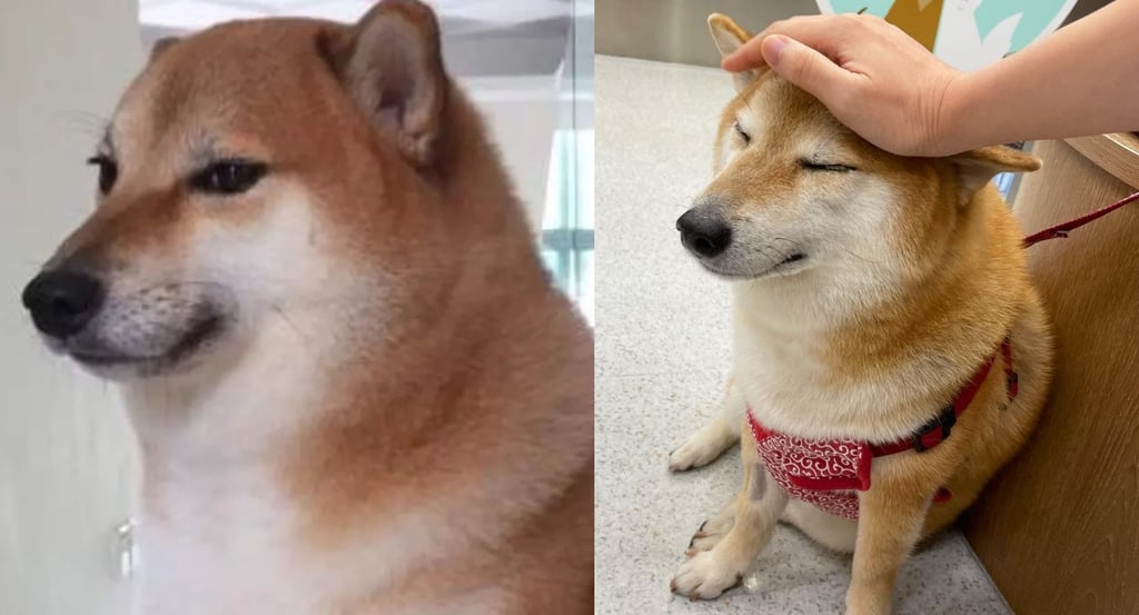 Reportan que 'Cheems', el perrito viral de internet, se encuentra grave de salud