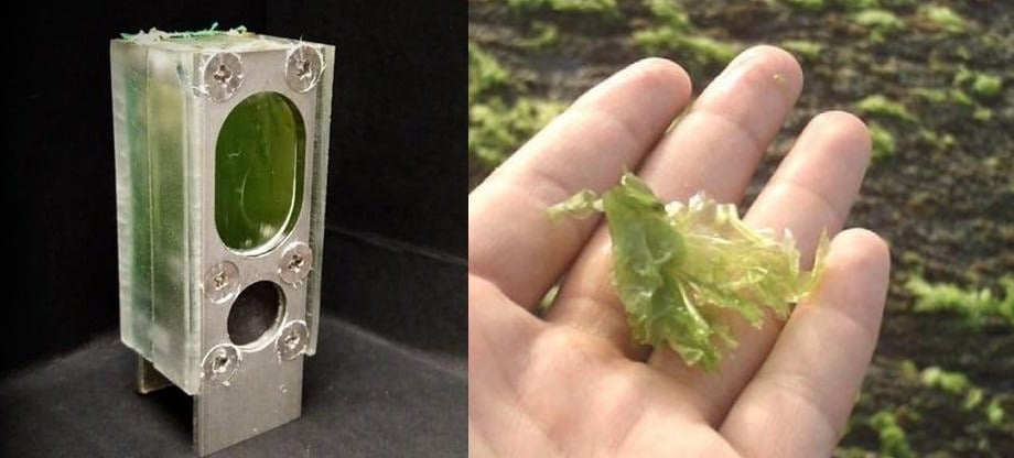 Esta computadora se alimenta de energía proveniente de un cubo de algas marinas