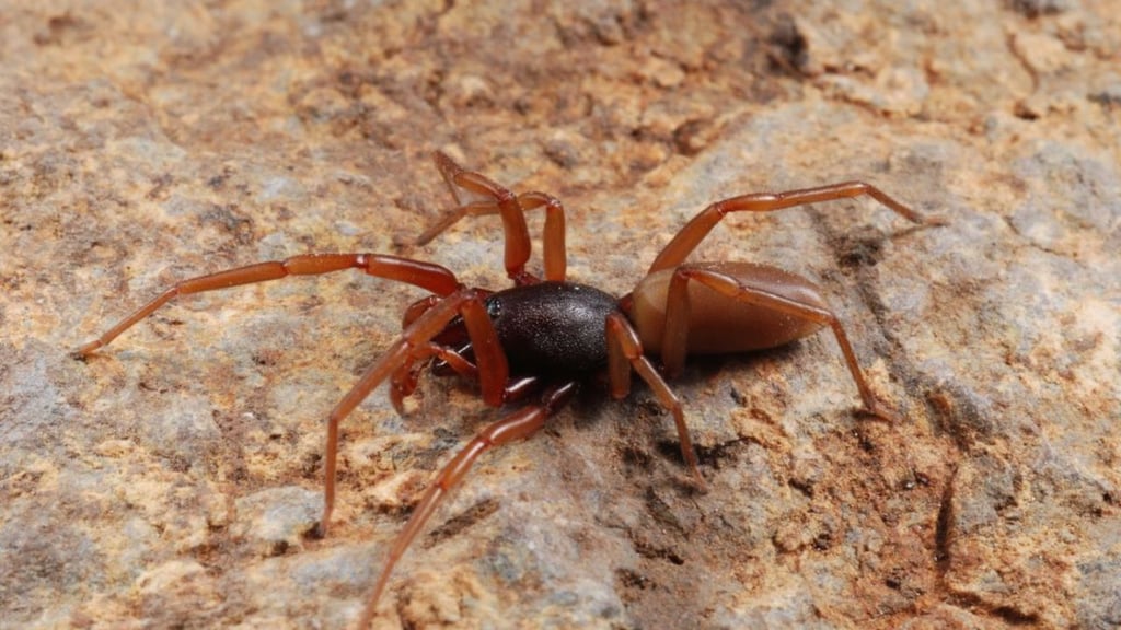 Arañas españolas que demuestran la Teoría de la Evolución de Darwin
