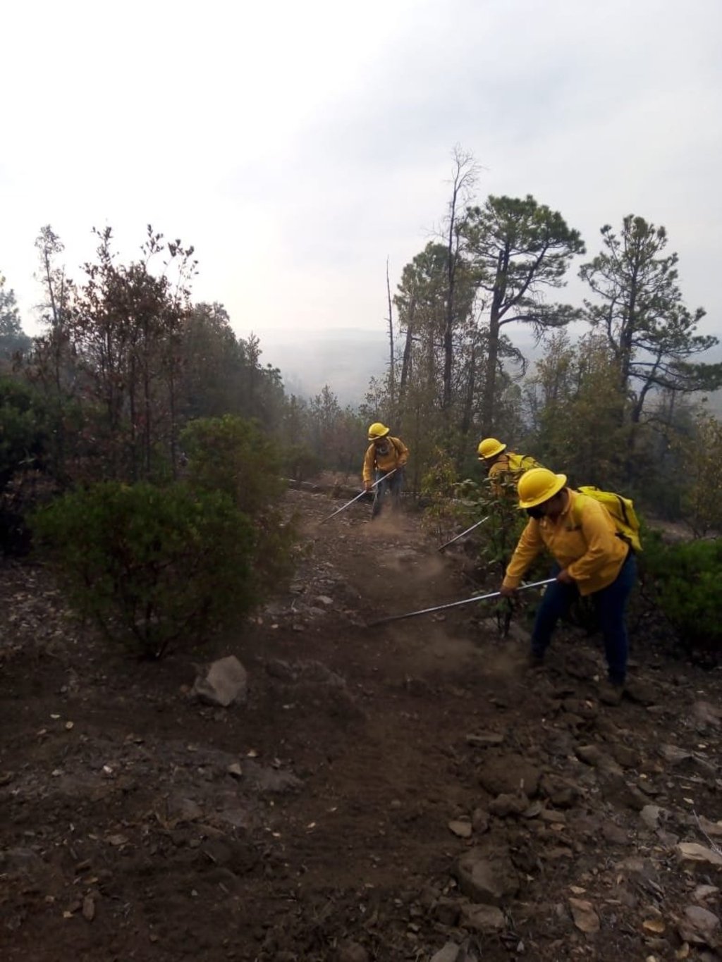 Reportan 17 incendios forestales activos en Durango