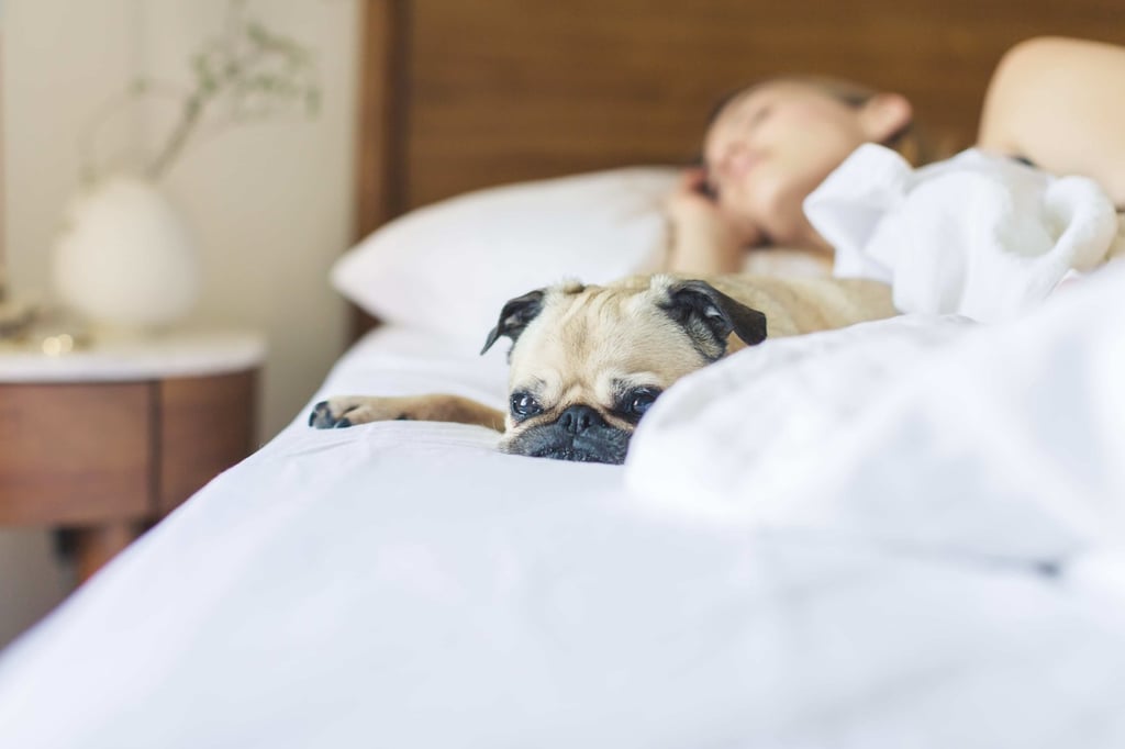 ¿Es bueno dormir con tu perro?