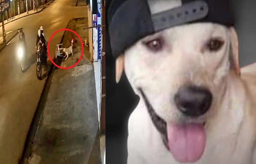 'Bruno', el perro que murió al intentar defender a su familia de asaltantes
