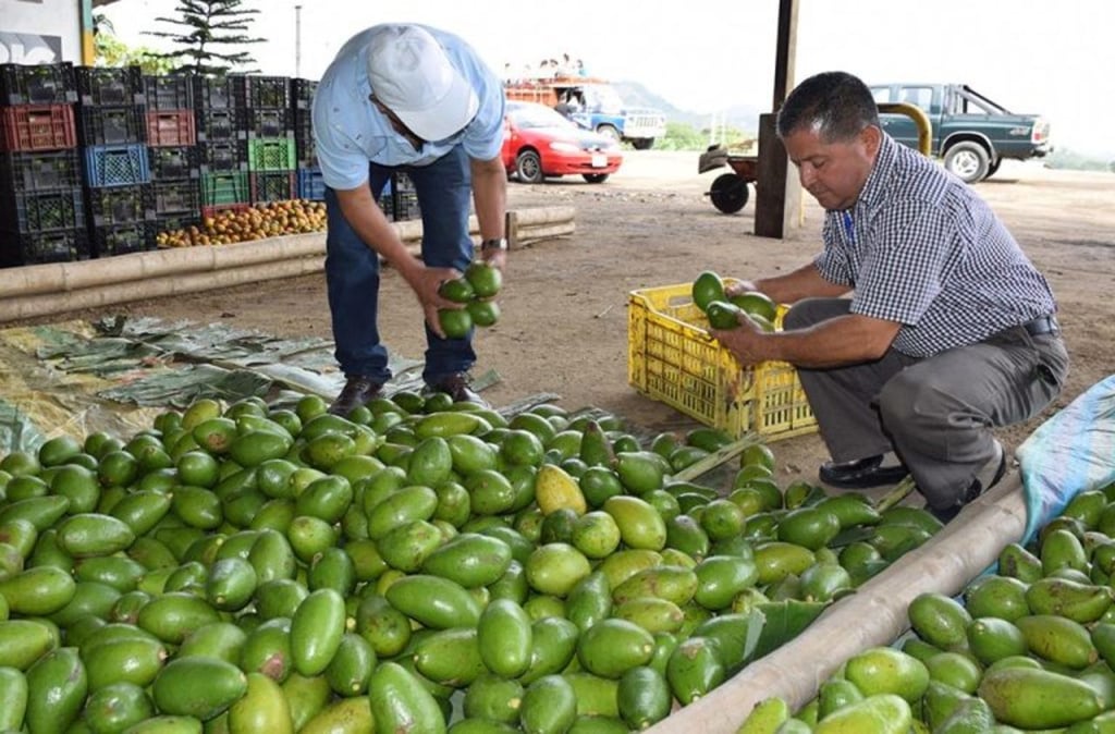 EU abre mercado para aguacate ecuatoriano