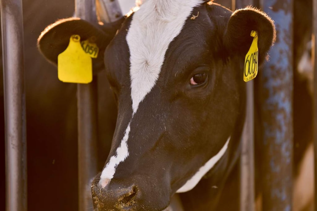 Durango se mantiene como referente en la producción de leche de vaca
