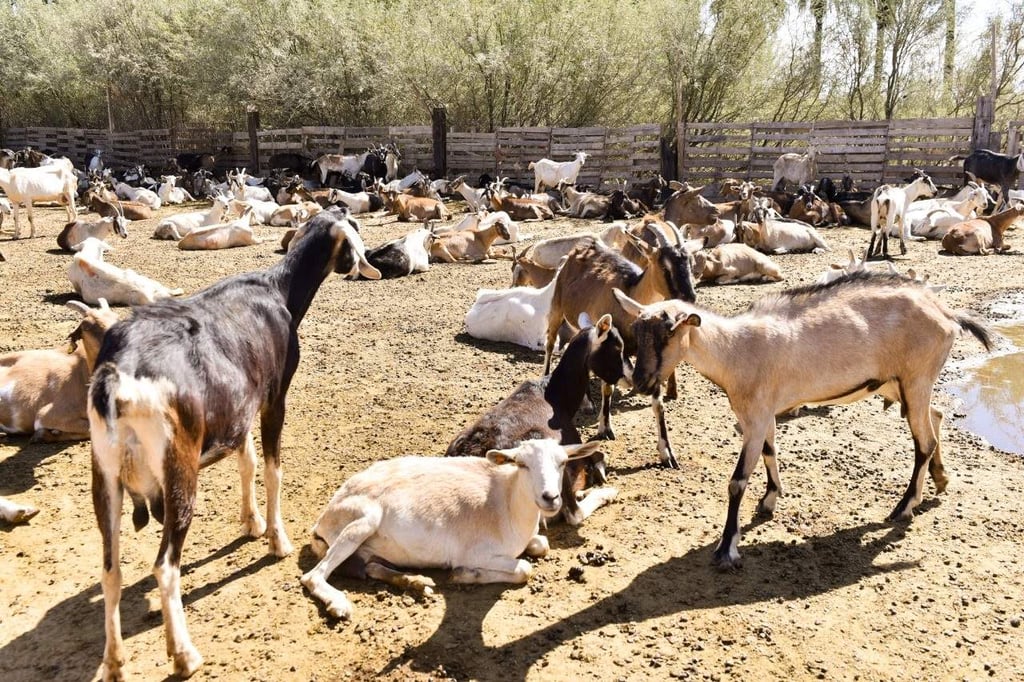 Durango es el tercer estado con más producción de leche de cabra