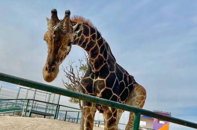Fallece 'Modesto', la emblemática jirafa del Parque Central en Ciudad Juárez