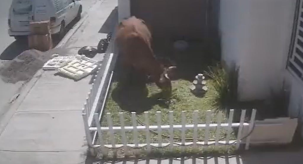 Sólo en Durango: Vaca 'vandaliza' un jardín y huye