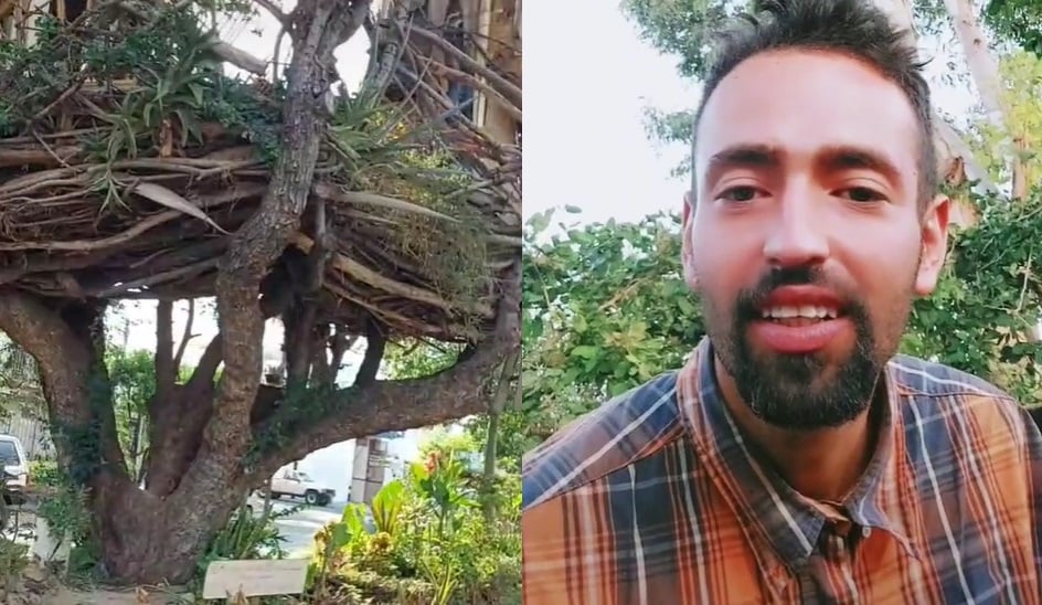 Jardinero se vuelve viral por construir casas en los árboles en Zapopan