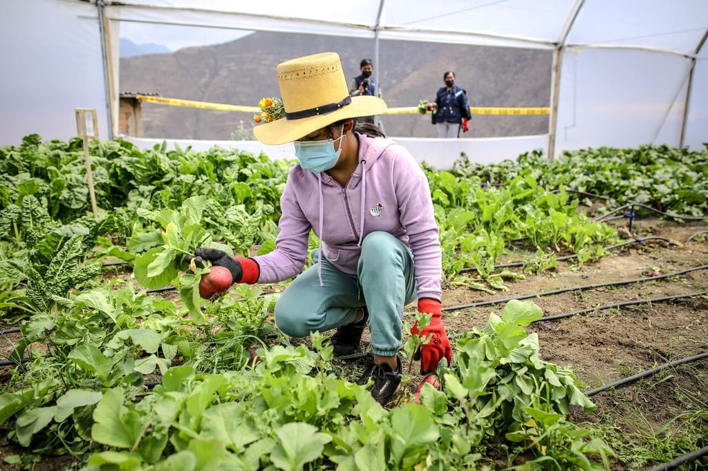 Perú crea comisión de alto nivel para atender crisis alimentaria mundial