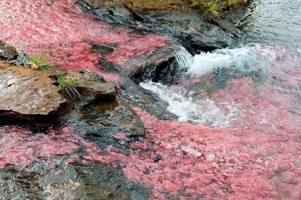 Una sustancia presente en algas rojas, antídoto contra la ameba comecerebros