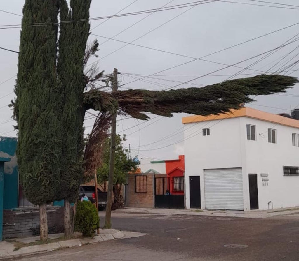 Por fuertes vientos, reportan la caída de árboles en varias zonas de Durango capital