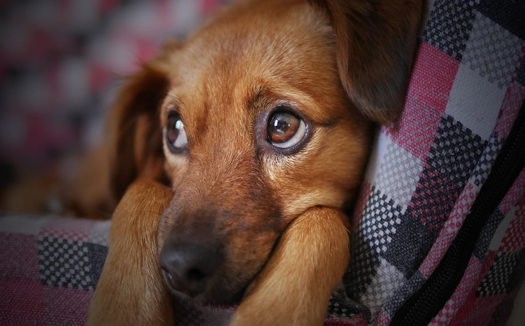 Denuncian en redes a veterinaria que tiene encerados a perros desde hace un mes
