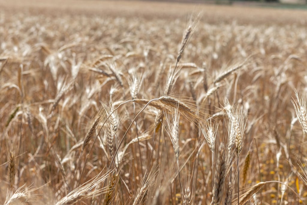 Escasez de trigo amenaza a panaderos: toda la industria tendría que parar