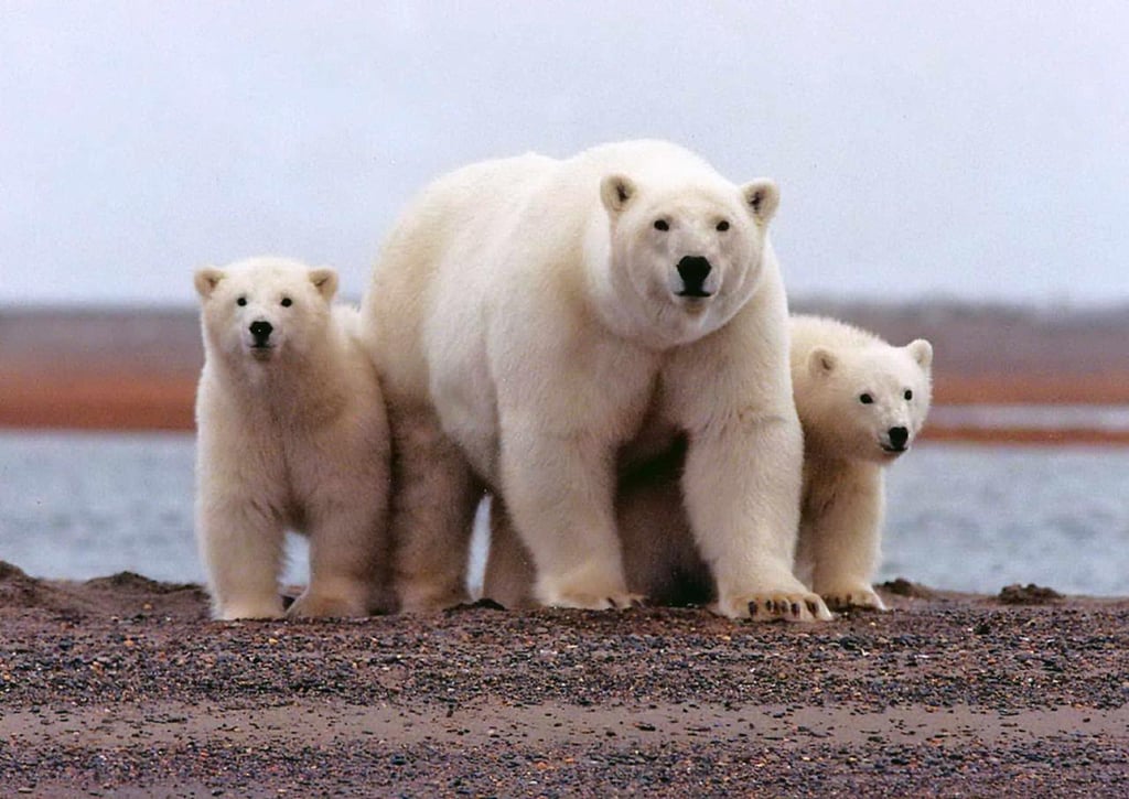 Evolución del oso polar y pardo, compleja como la humana