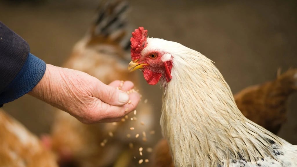 Domesticación del pollo fue más reciente
