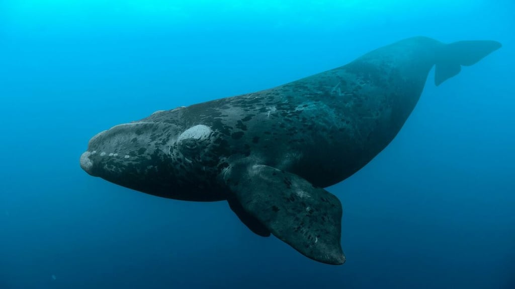 Estados Unidos, por anunciar nuevas reglas para proteger a las ballenas