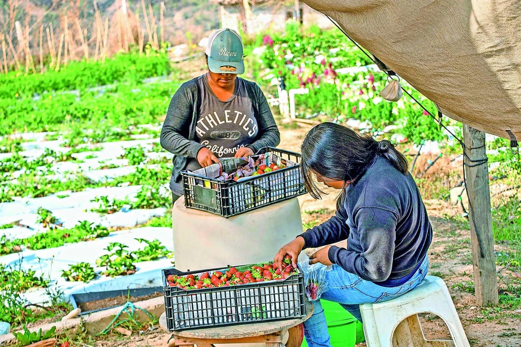 Con cultivo de fresas apuestan al campo