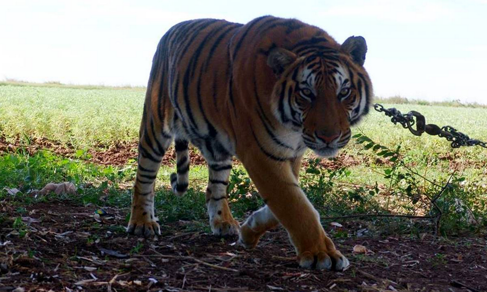 Cuidador de tigre en Michoacán muere tras ser atacado en sus brazos