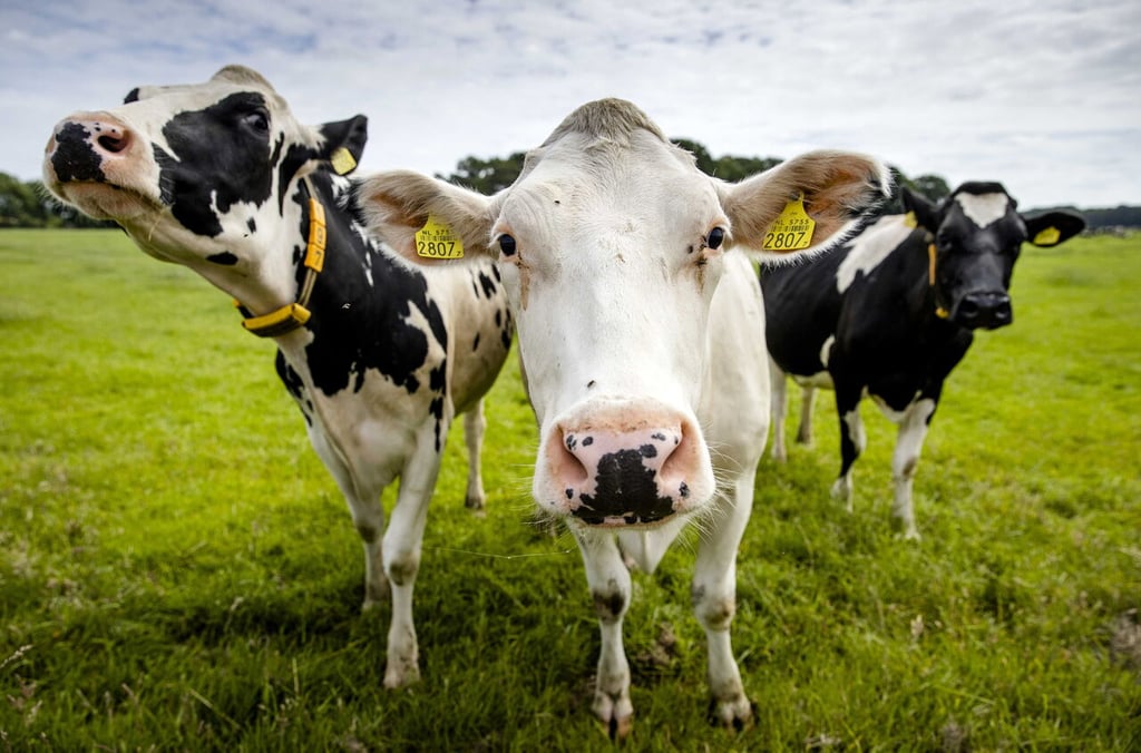 Golpe de calor mata a más de 400 cabezas de ganado en EUA