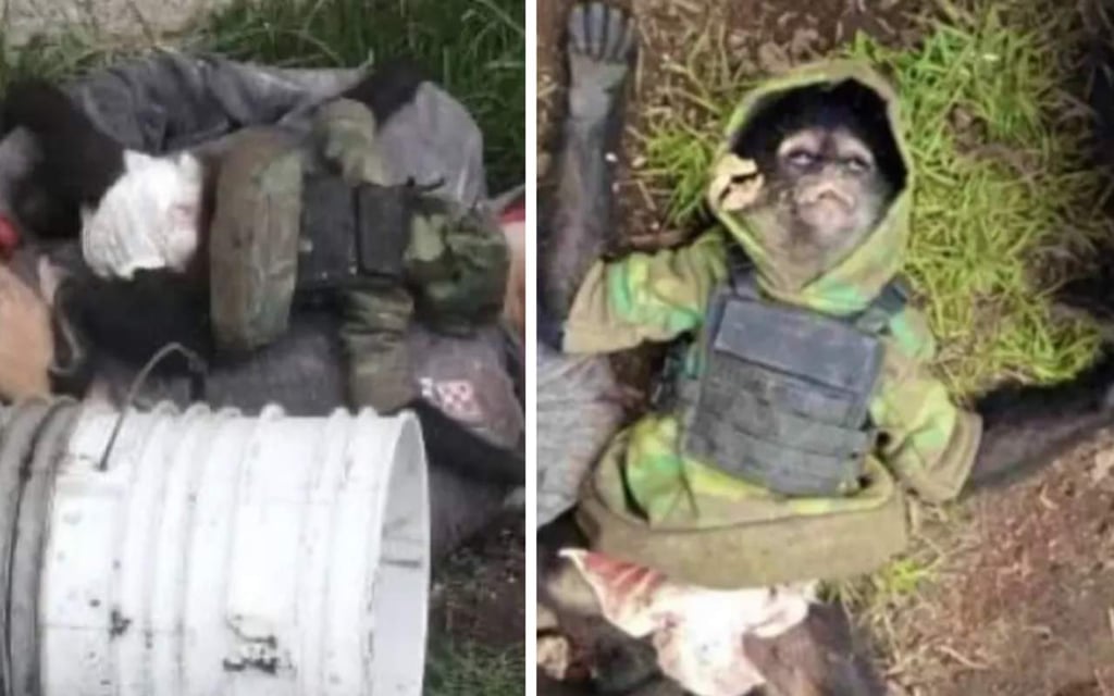 Mono araña murió en enfrentamiento entre criminales y autoridades; portaba ropa táctica