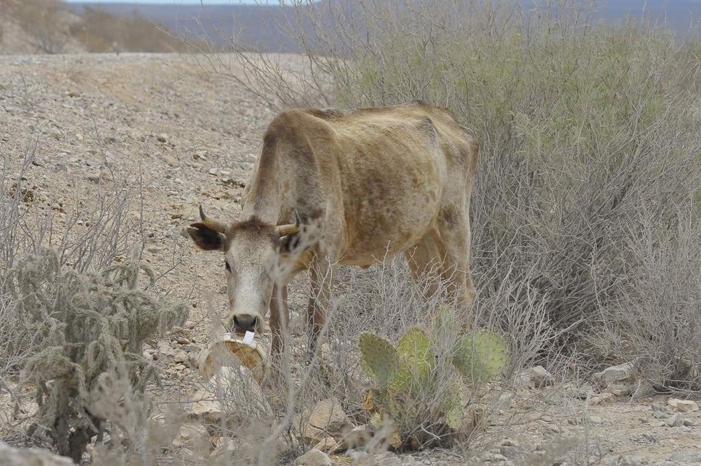 Persiste la muerte de ganado en Durango: UGRD