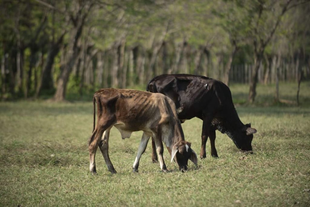 'No quisieron eliminar ganado improductivo, hoy son vacas flacas'