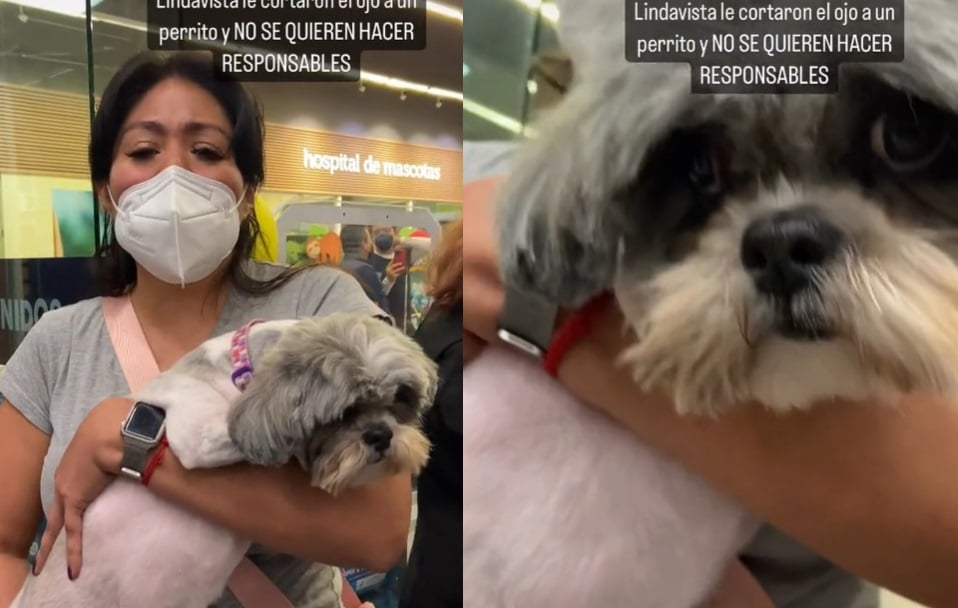 Denuncian a tienda de mascotas porque le cortaron el ojo a una perrita